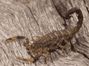 Terrestrial Arthropods – The Bible of Botany